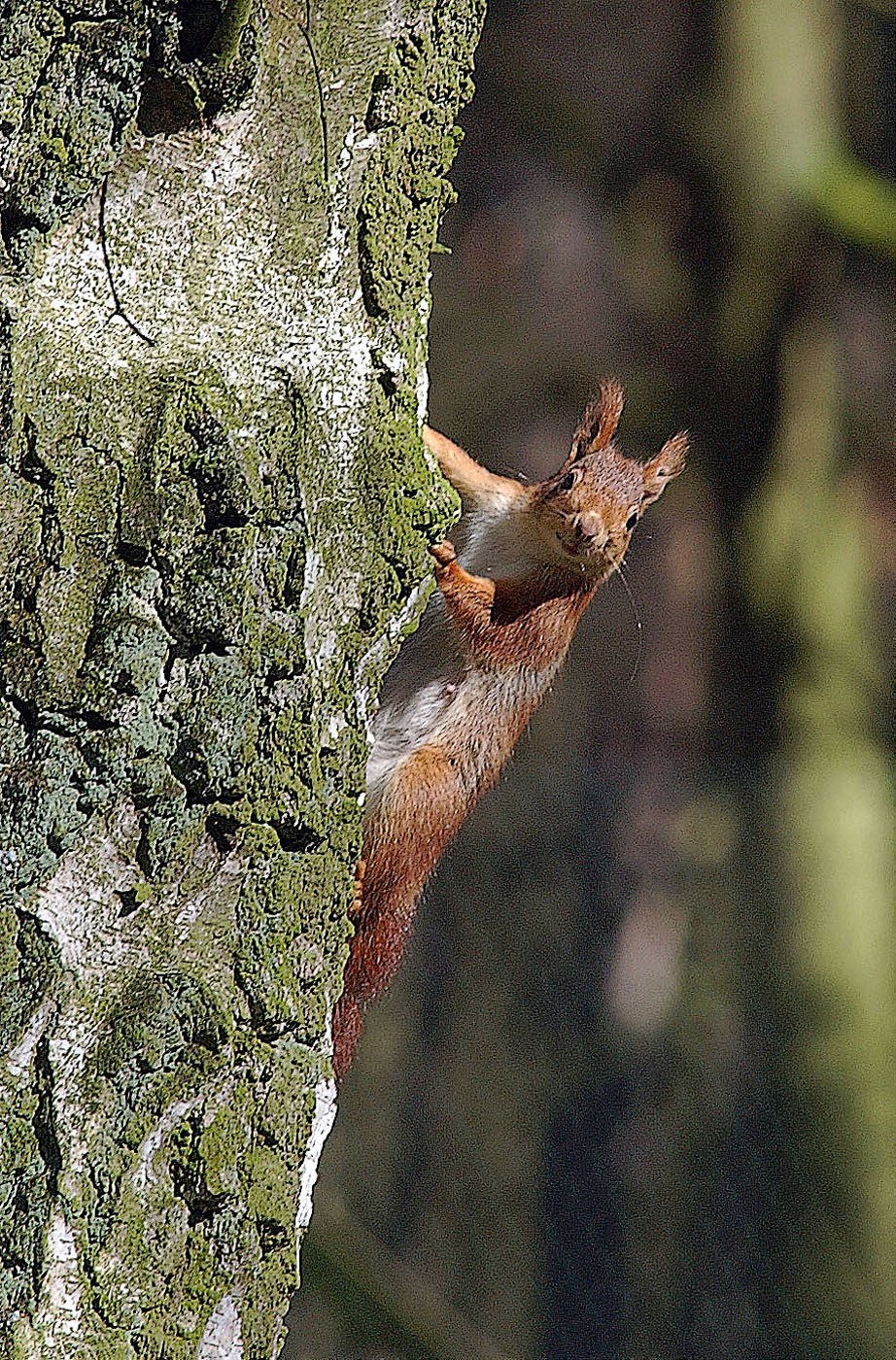 Eichhörnchen