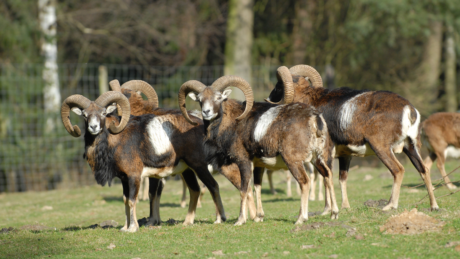 Muffelböcke im Wildpark Gangelt