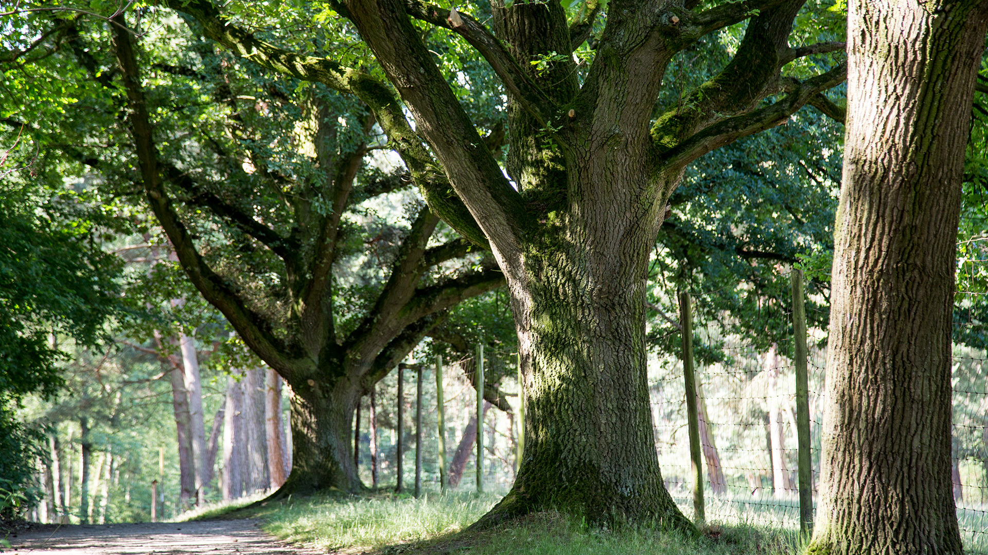 Header-Panorama-Baum