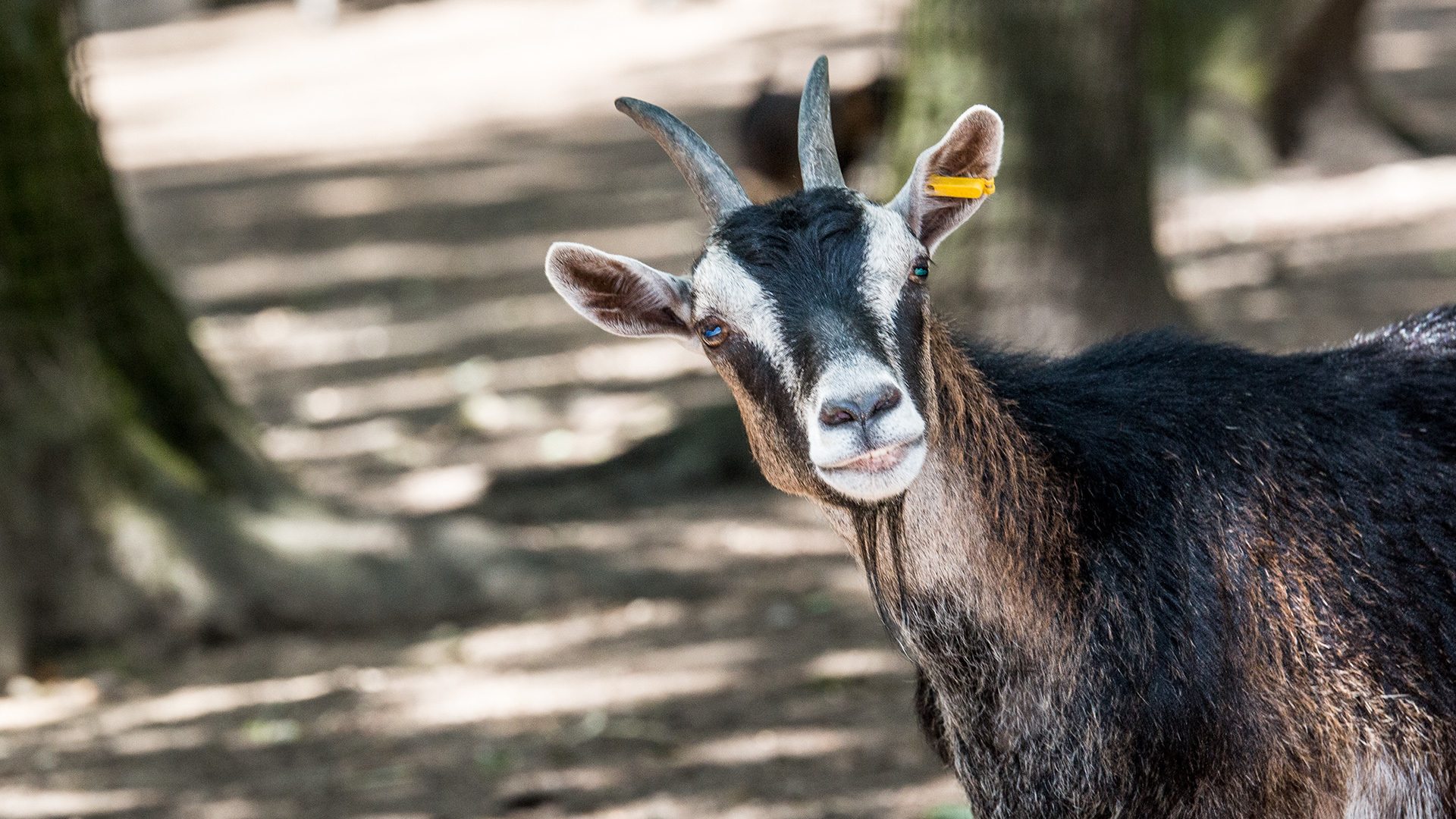 Ziege im Streichelzoo im Wildpark Gangelt