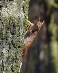 Eichhörnchen